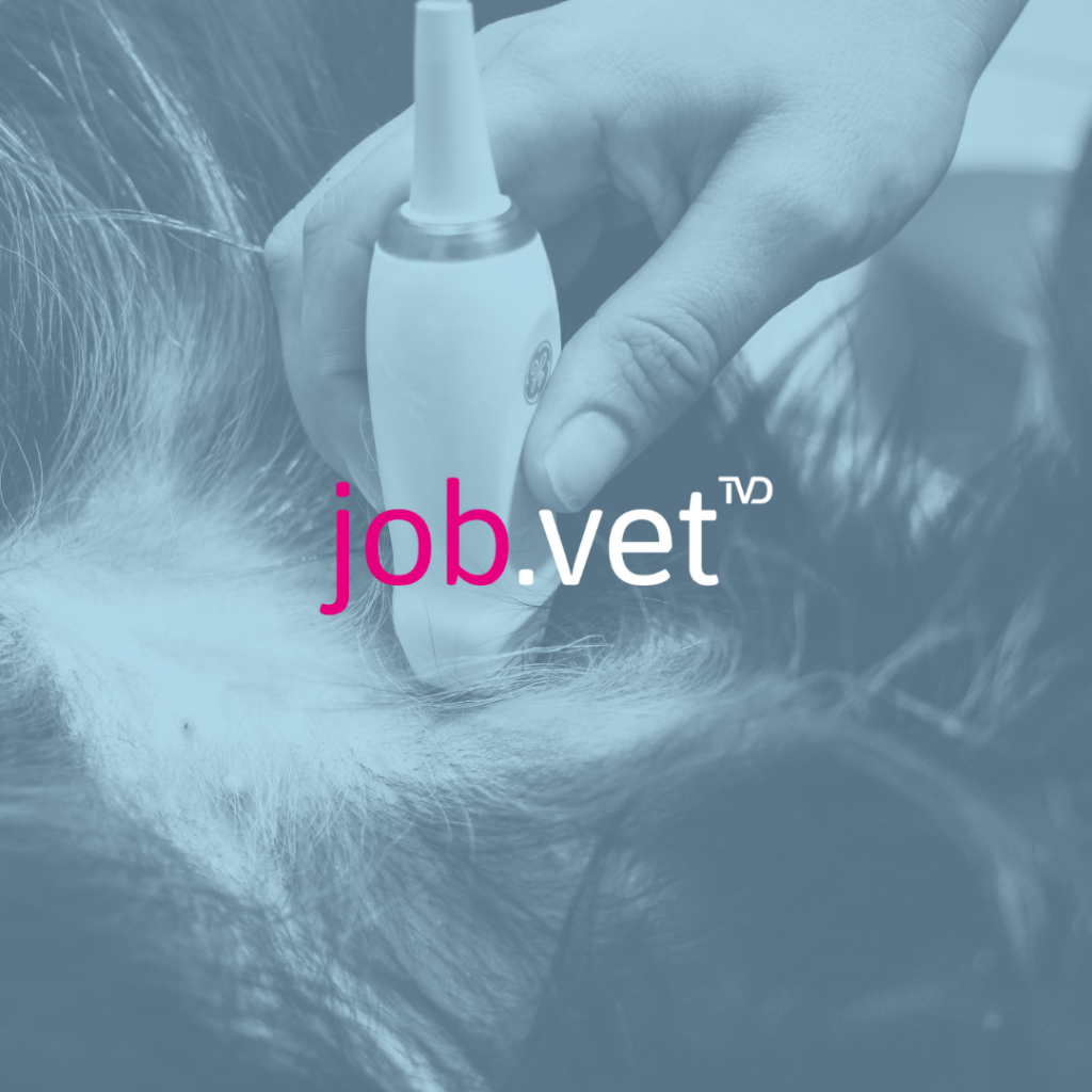 Hundeabdomen wird geschallt mit Sonde mit Blaufilter, Logo von job.vet im Vordergrund