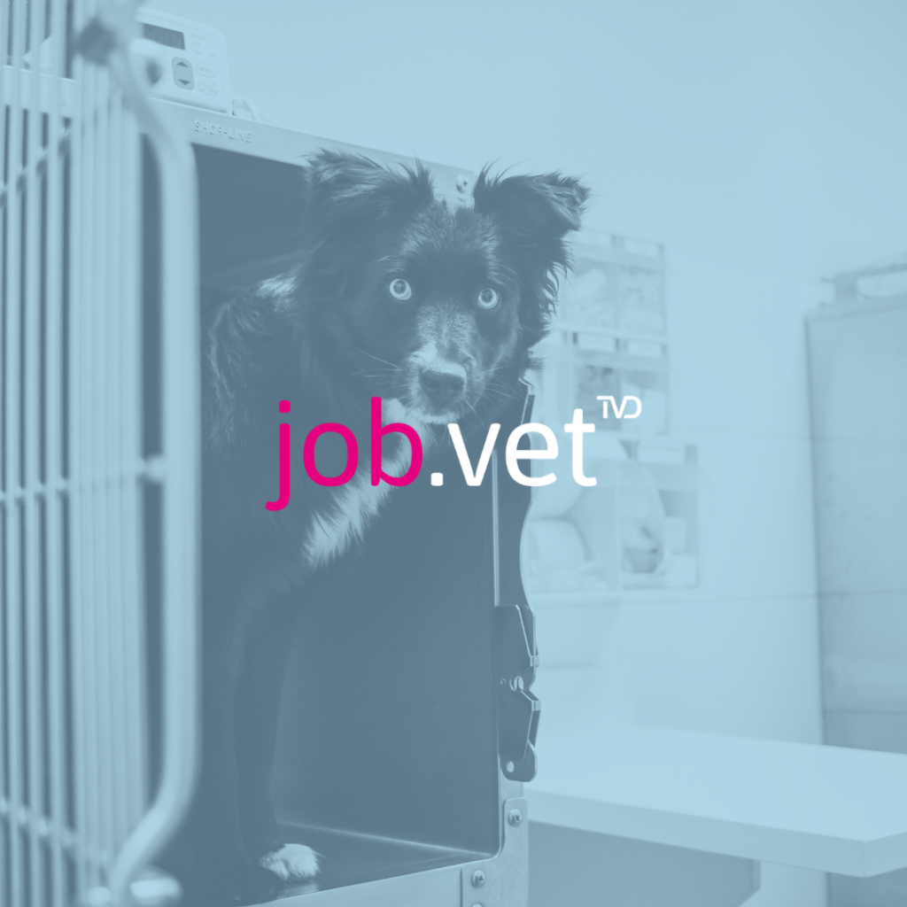 Hund schaut aus Box raus mit Blaufilter, Logo von job.vet im Vordergrund