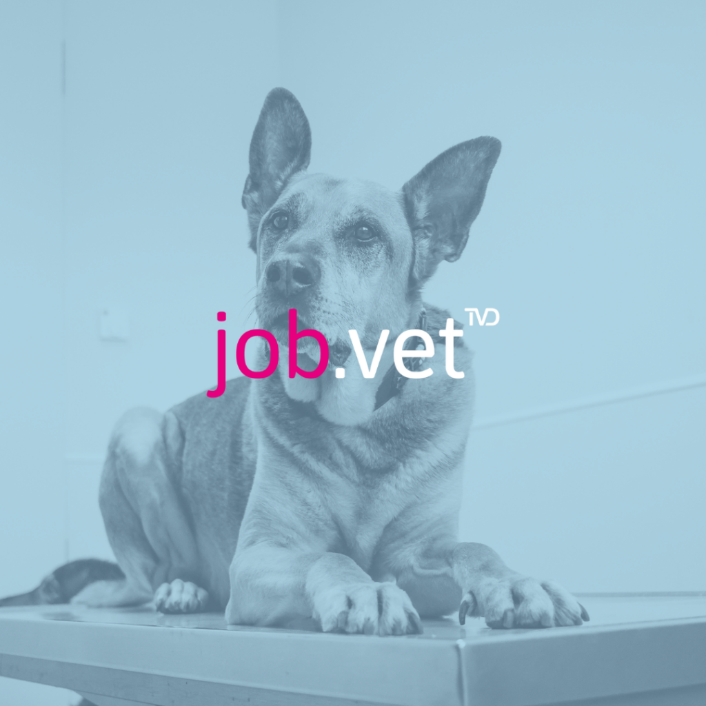 Hund auf Behandlungstisch mit Blaufilter, Logo von job.vet im Vordergrund