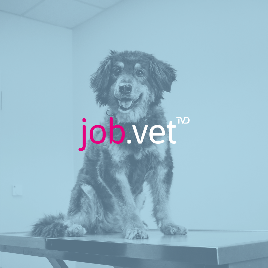 Hund auf Behandlungstisch mit Blaufilter, Logo von job.vet im Vordergrund