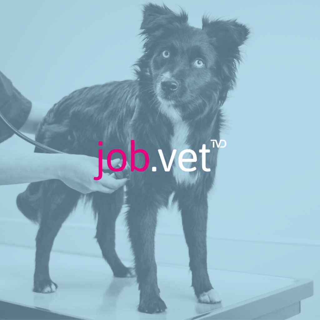 Hund auf Behandlungstisch wird mit Stethoskop abgehört mit Blaufilter, Logo von job.vet im Vordergrund