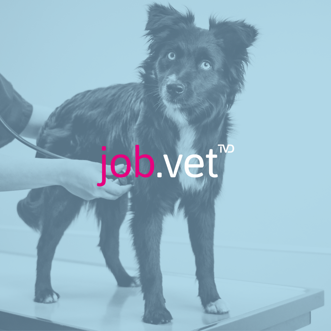 Hund auf Behandlungstisch wird mit Stethoskop abgehört mit Blaufilter, Logo von job.vet im Vordergrund