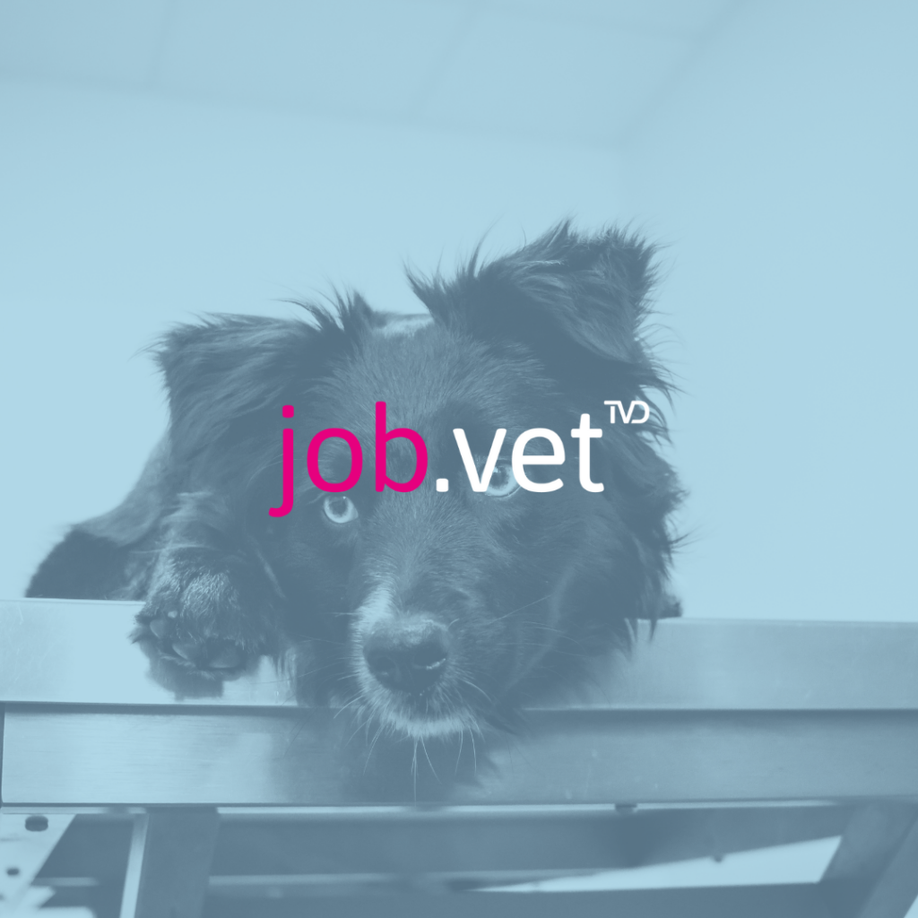 Hund auf Behandlungstisch mit Blaufilter, Logo von job.vet im Vordergrund