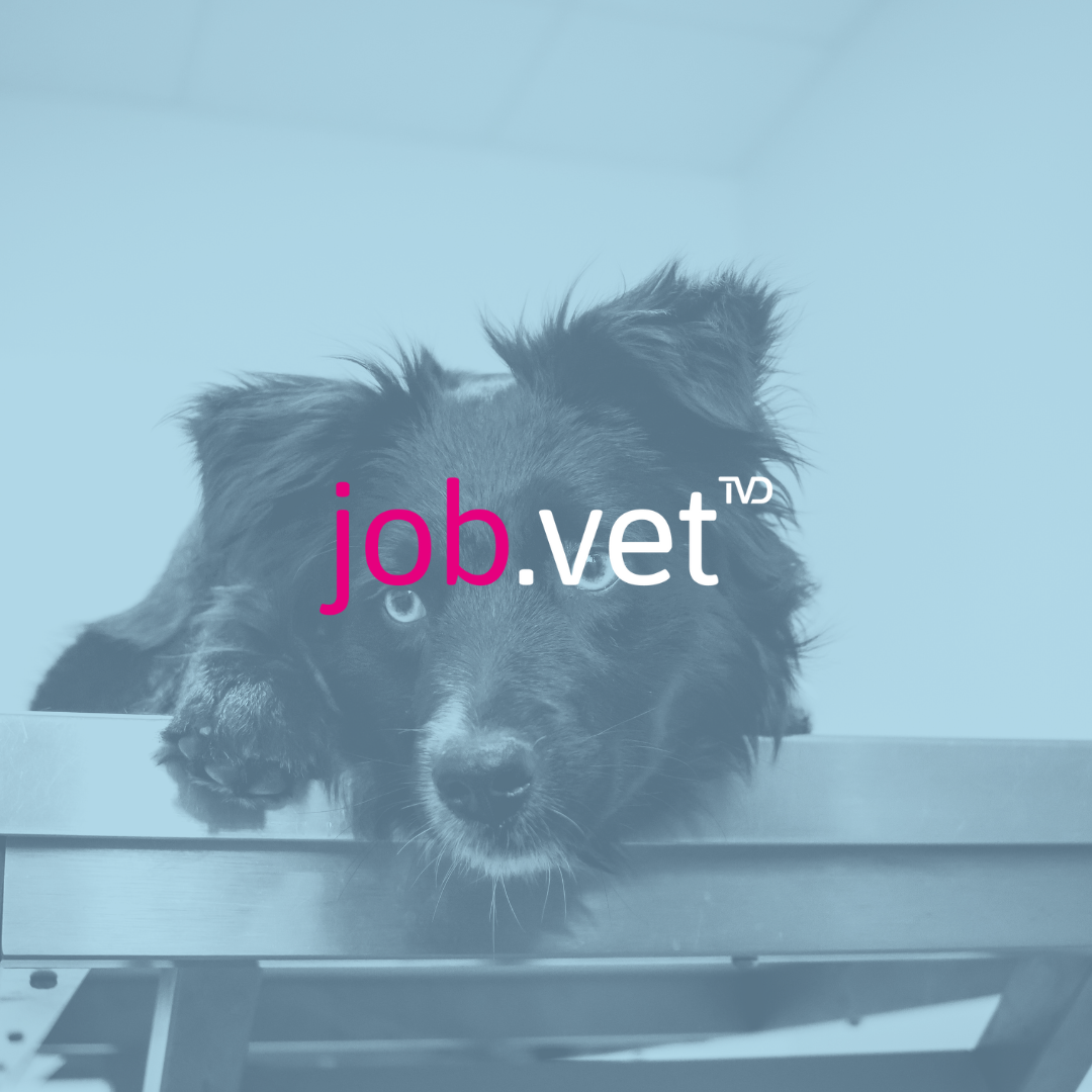 Hund auf Behandlungstisch mit Blaufilter, Logo von job.vet im Vordergrund