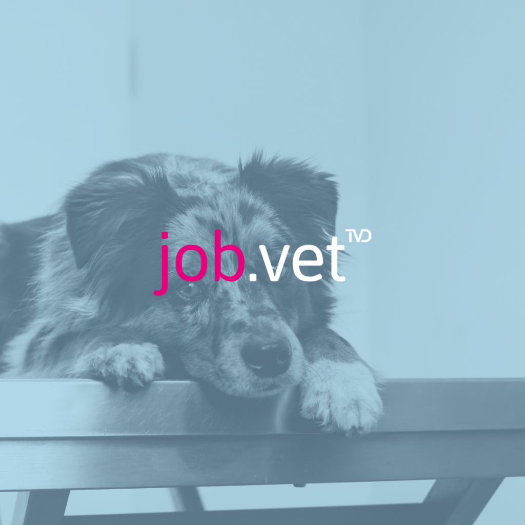 Hund auf Behandlungstisch mit Blaufilter, Logo von job.vet im Vordergrund