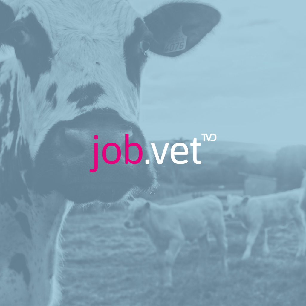 Kühe auf Weide mit Blaufilter, Logo von job.vet im Vordergrund
