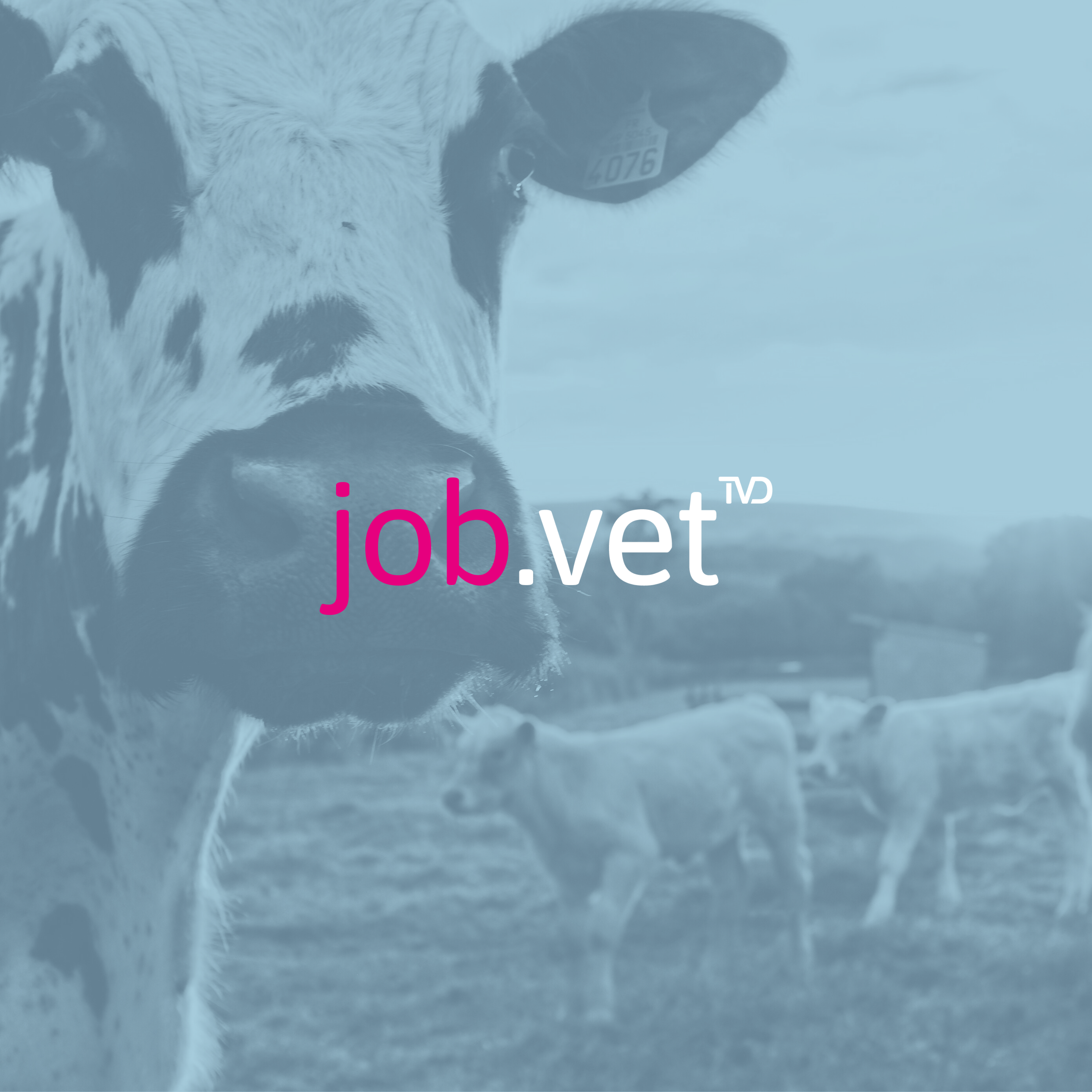 Kühe auf Weide mit Blaufilter, Logo von job.vet im Vordergrund