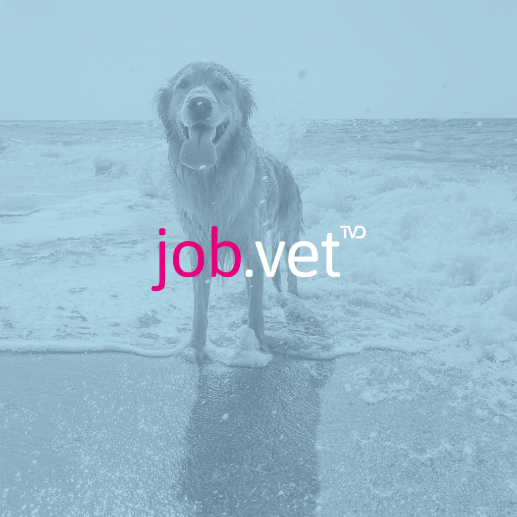Hund am Strand mit Blaufilter, Logo von job.vet im Vordergrund