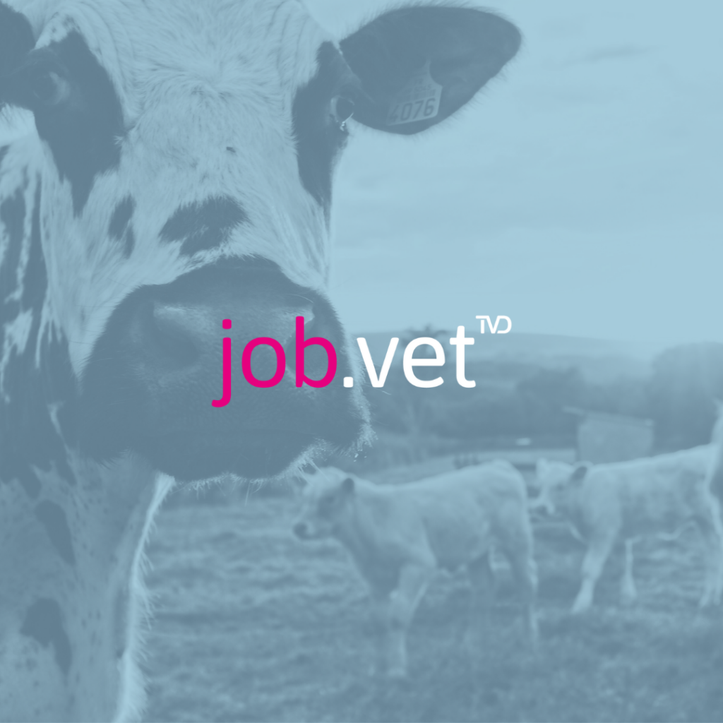 Rinder auf einer Weide mit Blaufilter, Logo von job.vet im Vordergrund