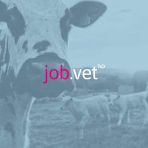 Rinder auf einer Weide mit Blaufilter, Logo von job.vet im Vordergrund