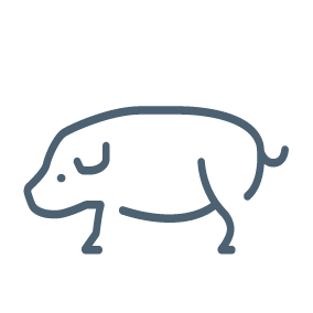 Icon Schwein