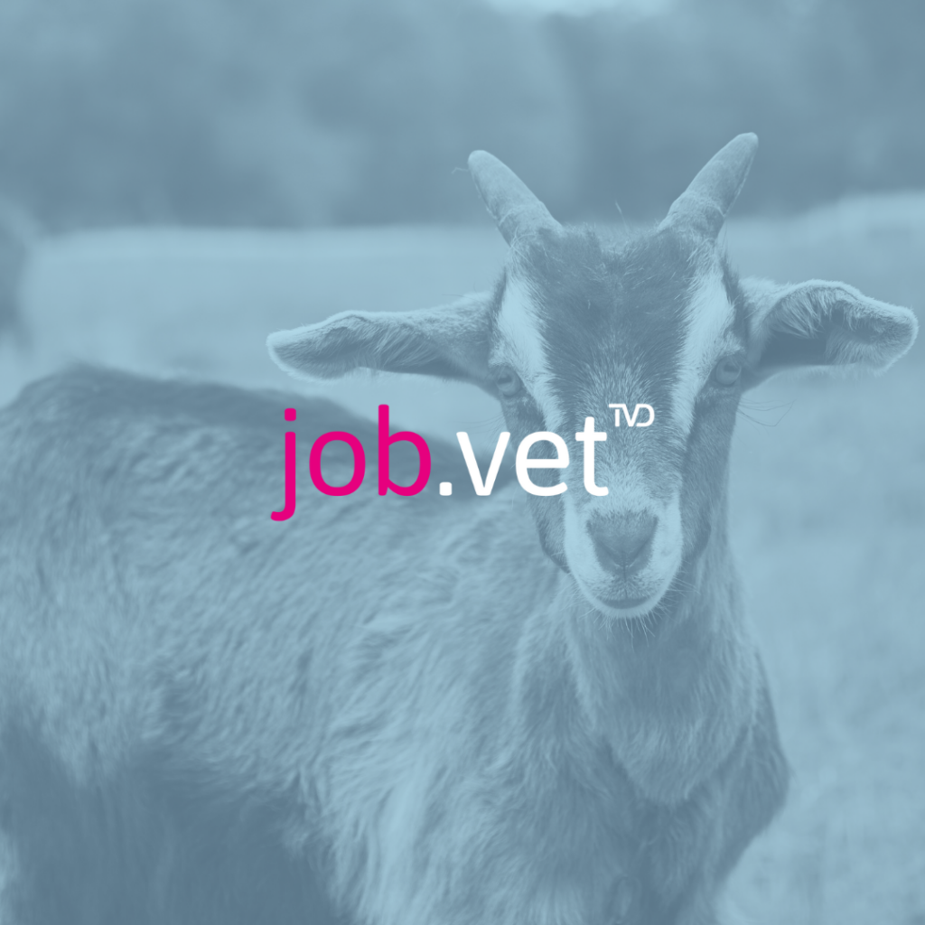Ziege mit Blaufilter, Logo von job.vet im Vordergrund